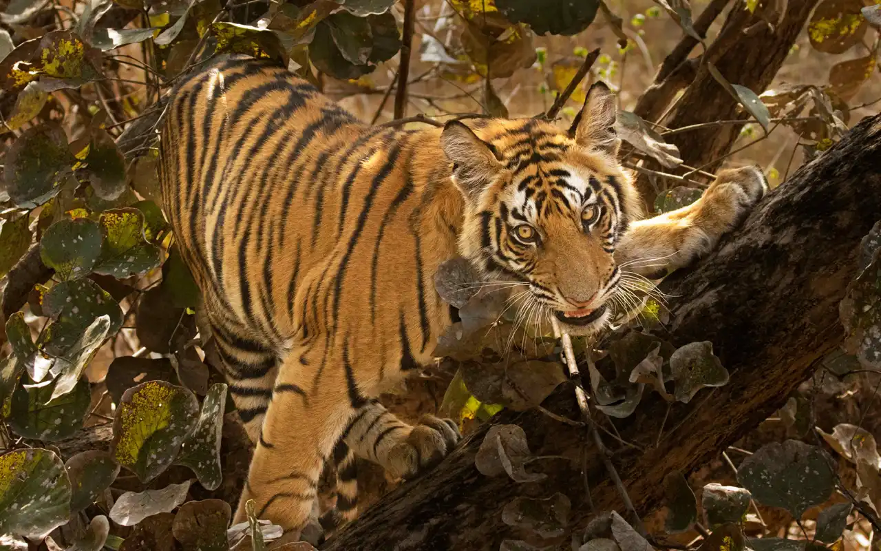 Bandhavgarh National Park