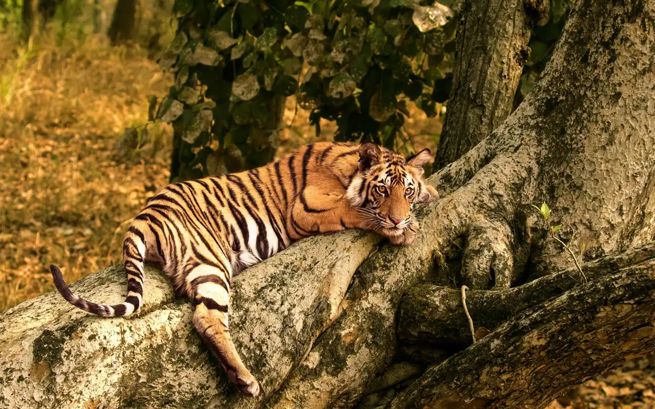 Bandhavgarh National Park