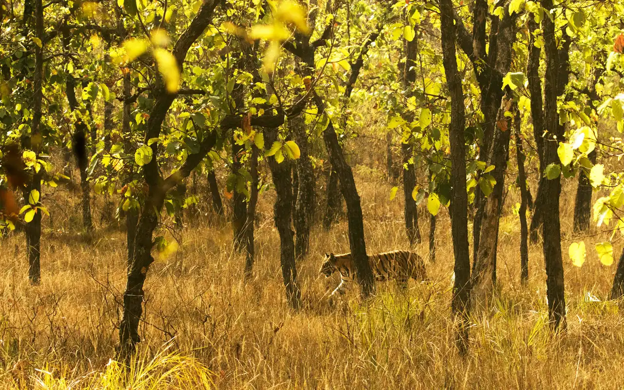 Bandhavgarh National Park