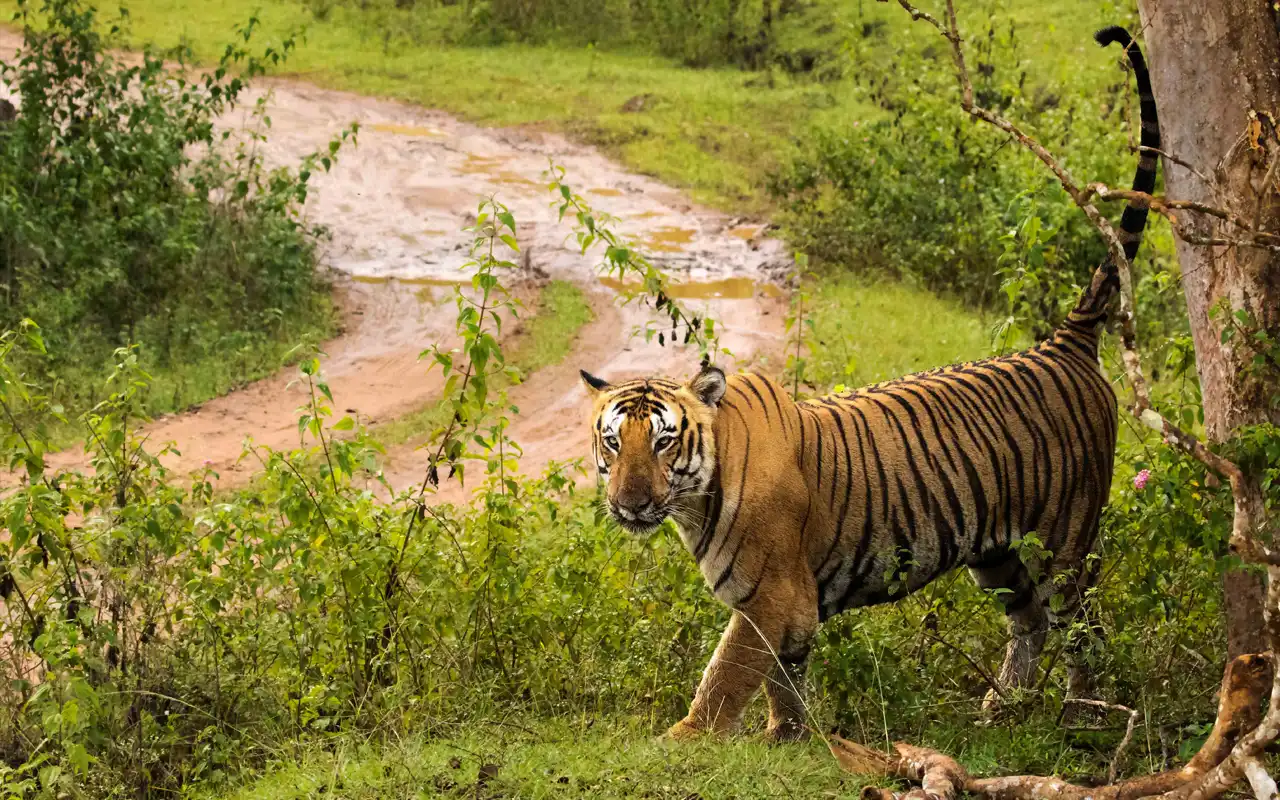 Bandipur Tiger Reserve