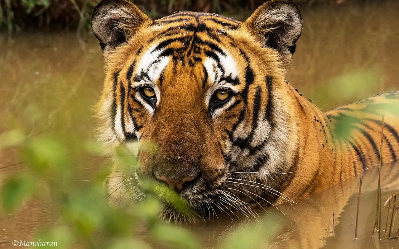 Bandipur Tiger Reserve