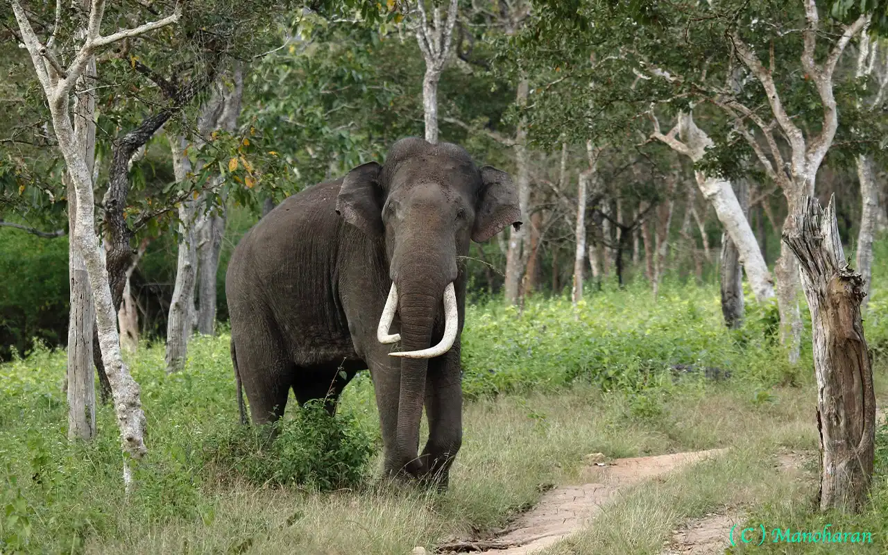 Bandipur Tiger Reserve