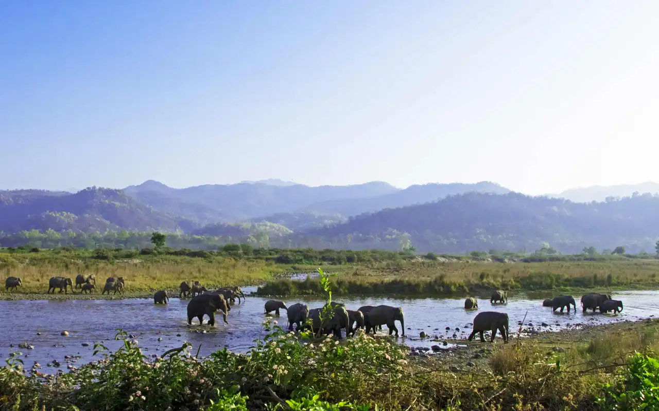 Jim Corbett National Park