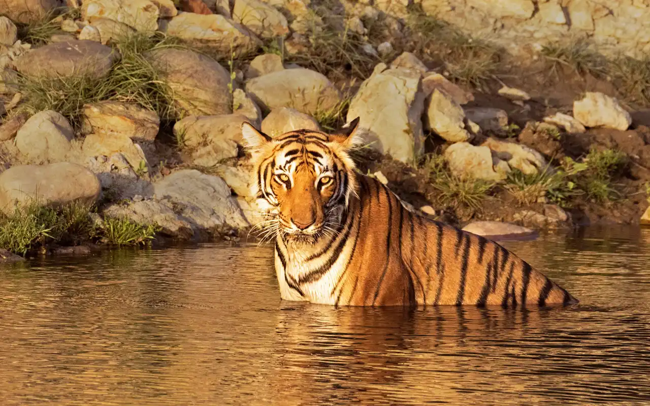 Jim Corbett National Park