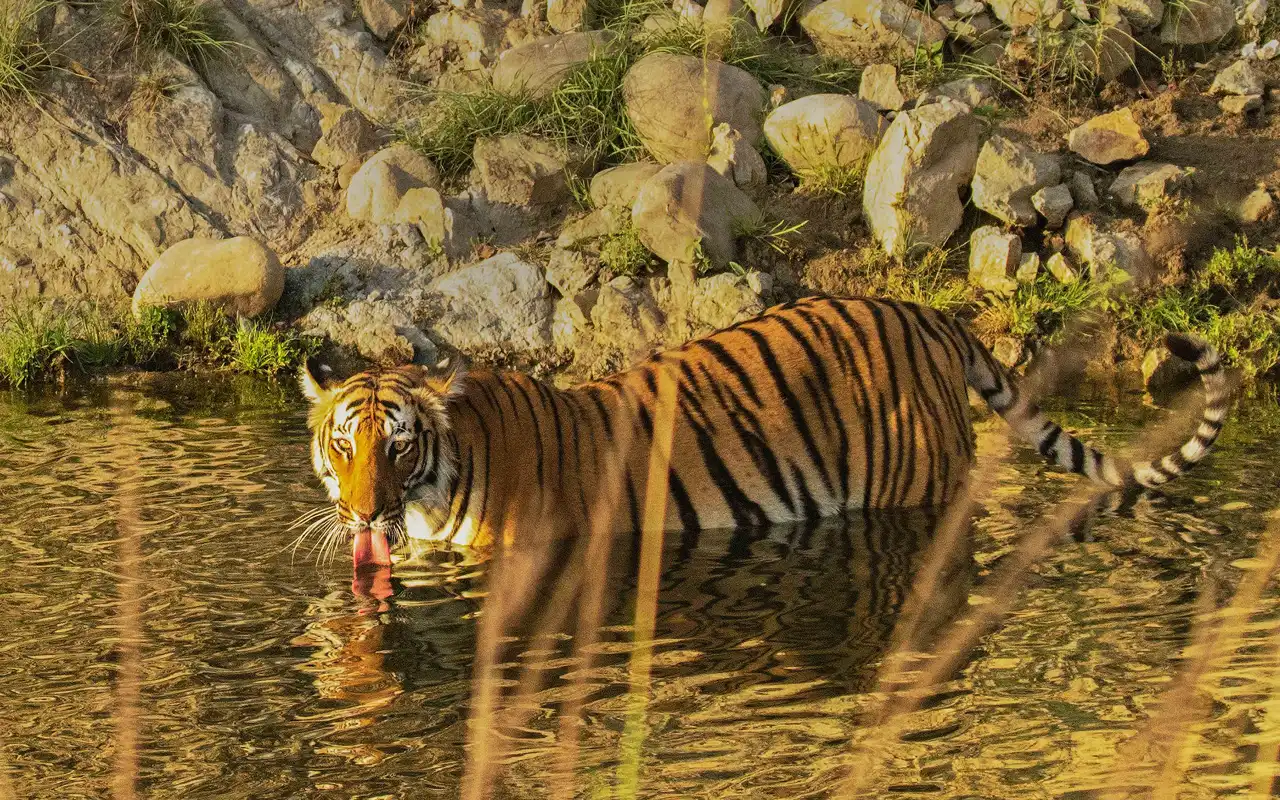 Jim Corbett National Park
