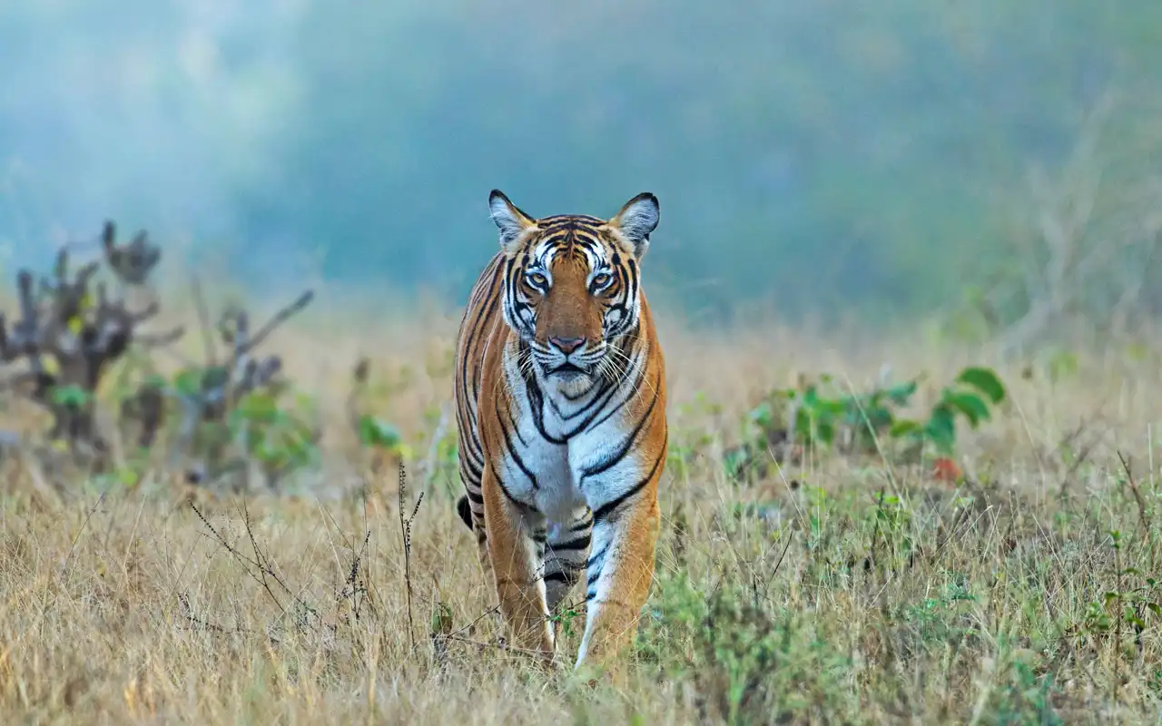 Kabini Nagerhole National Park