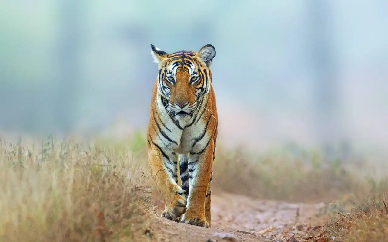 Kabini Nagerhole National Park