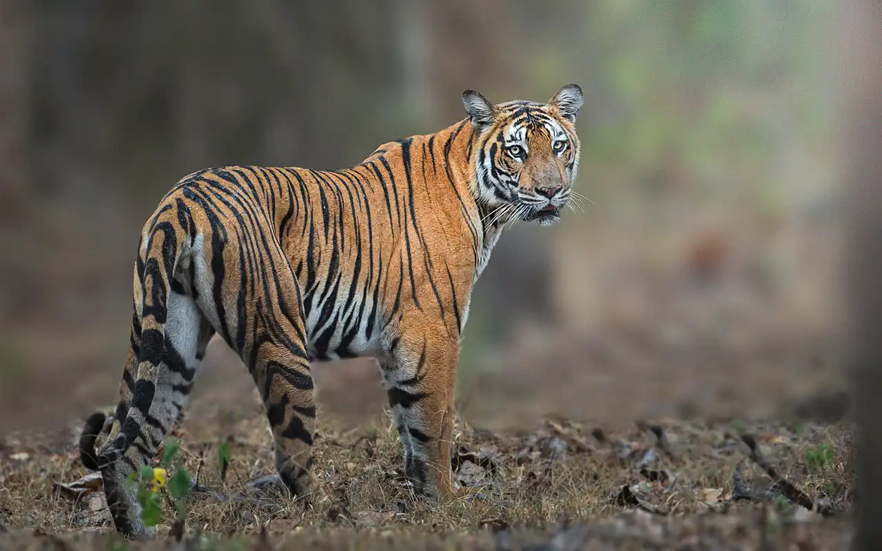 Kabini Nagerhole National Park