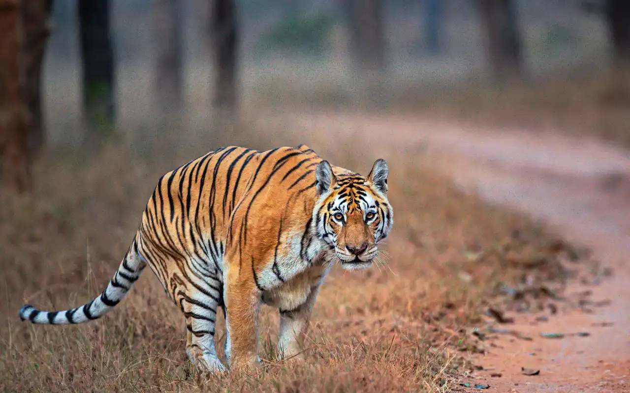 Pench Tiger Reserve