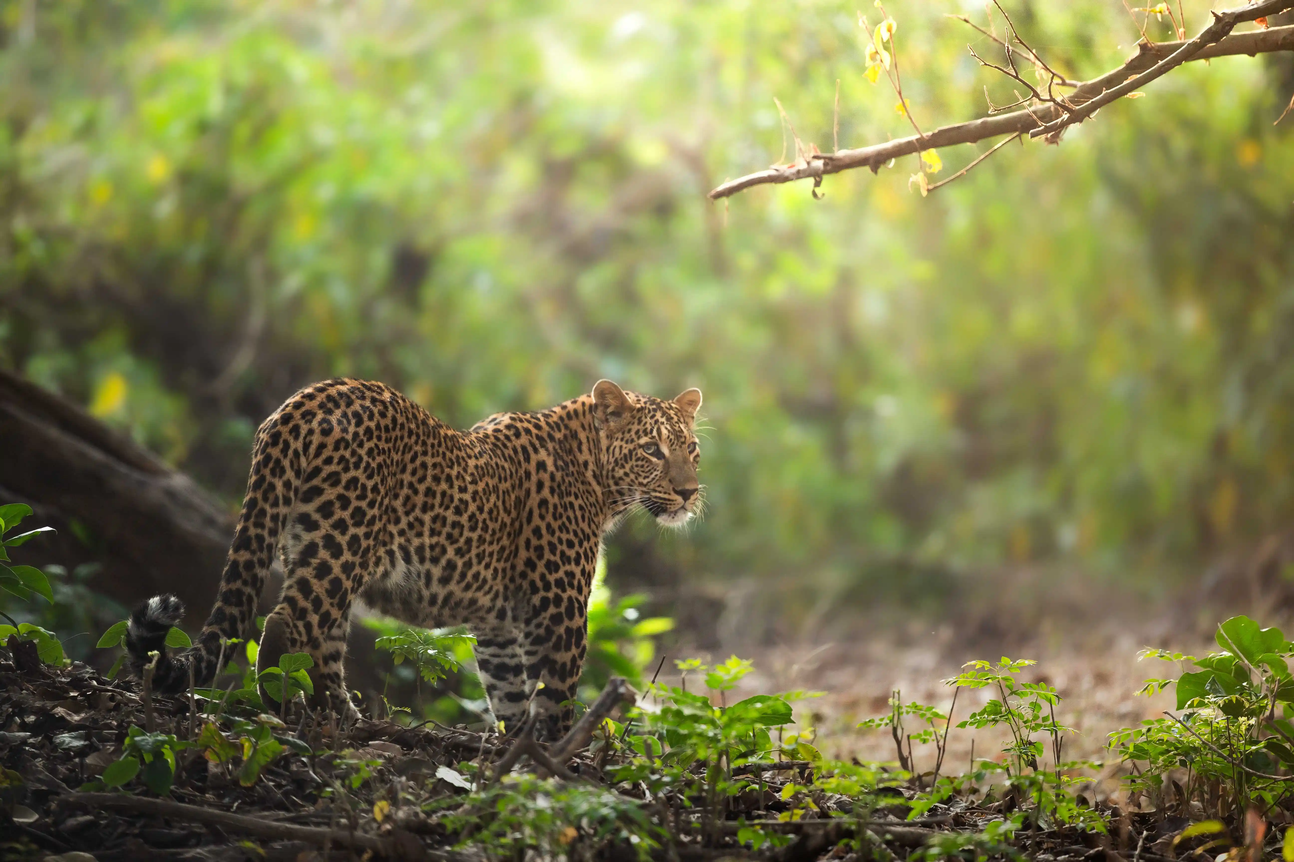 Rajaji National Park