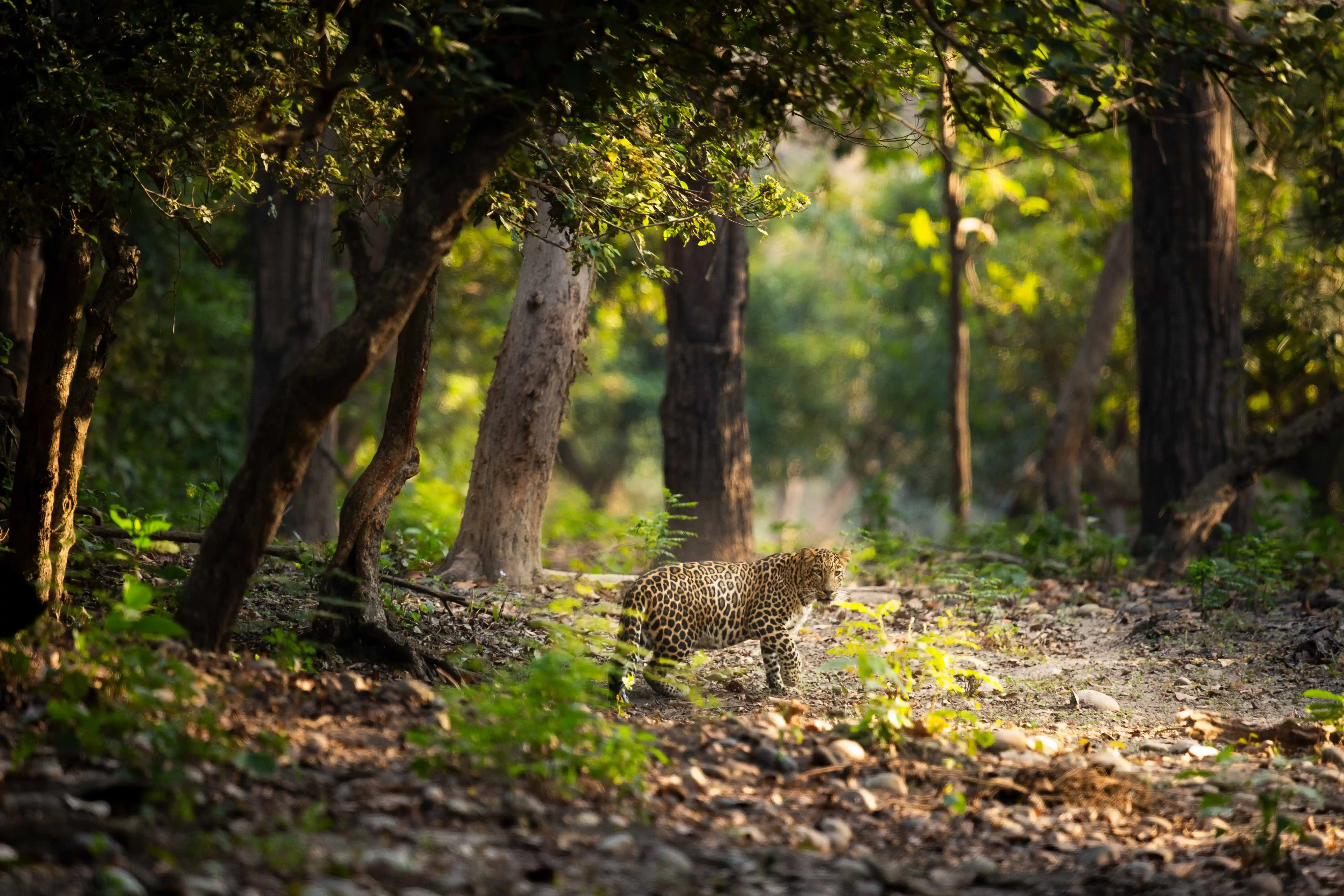 Rajaji National Park