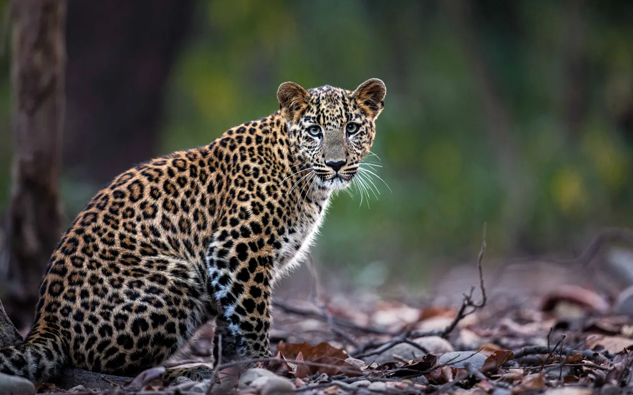 Rajaji National Park