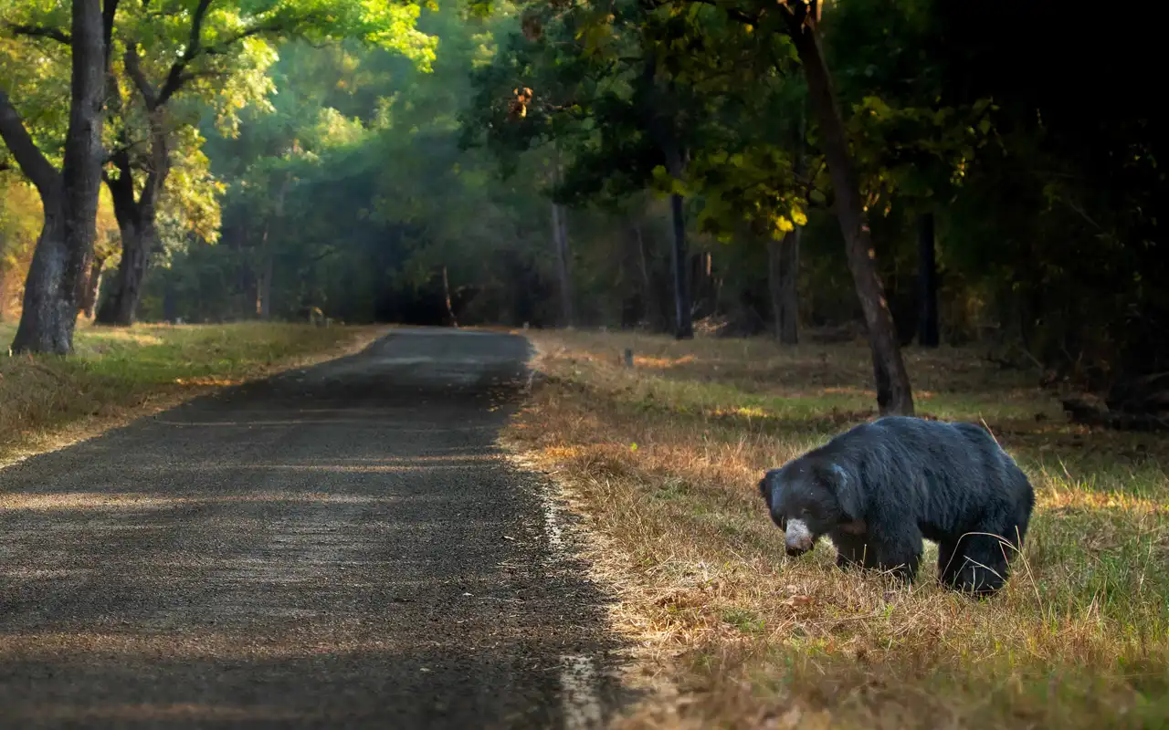 Tadoba Andhari Tiger Reserve