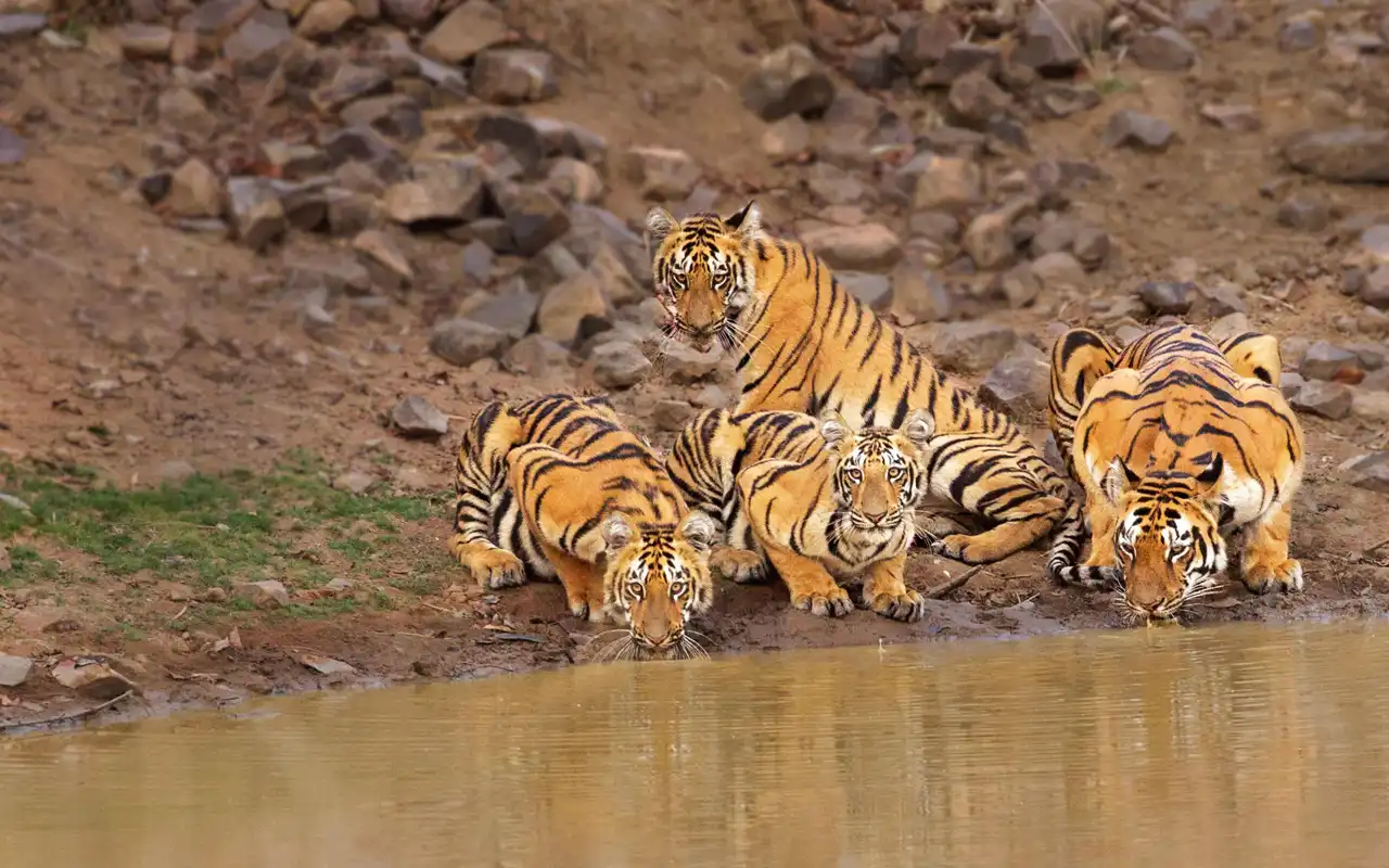 Tadoba Andhari Tiger Reserve